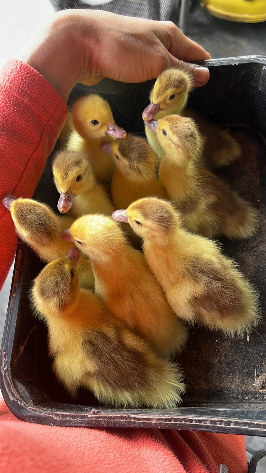 Kuikens barberieeend / muskuseend, Animaux & Accessoires, Volatiles, Canard