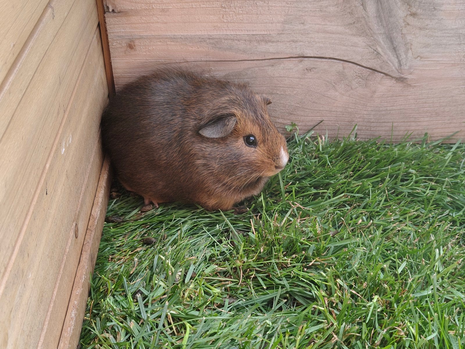 cavia's, Contacten en Berichten