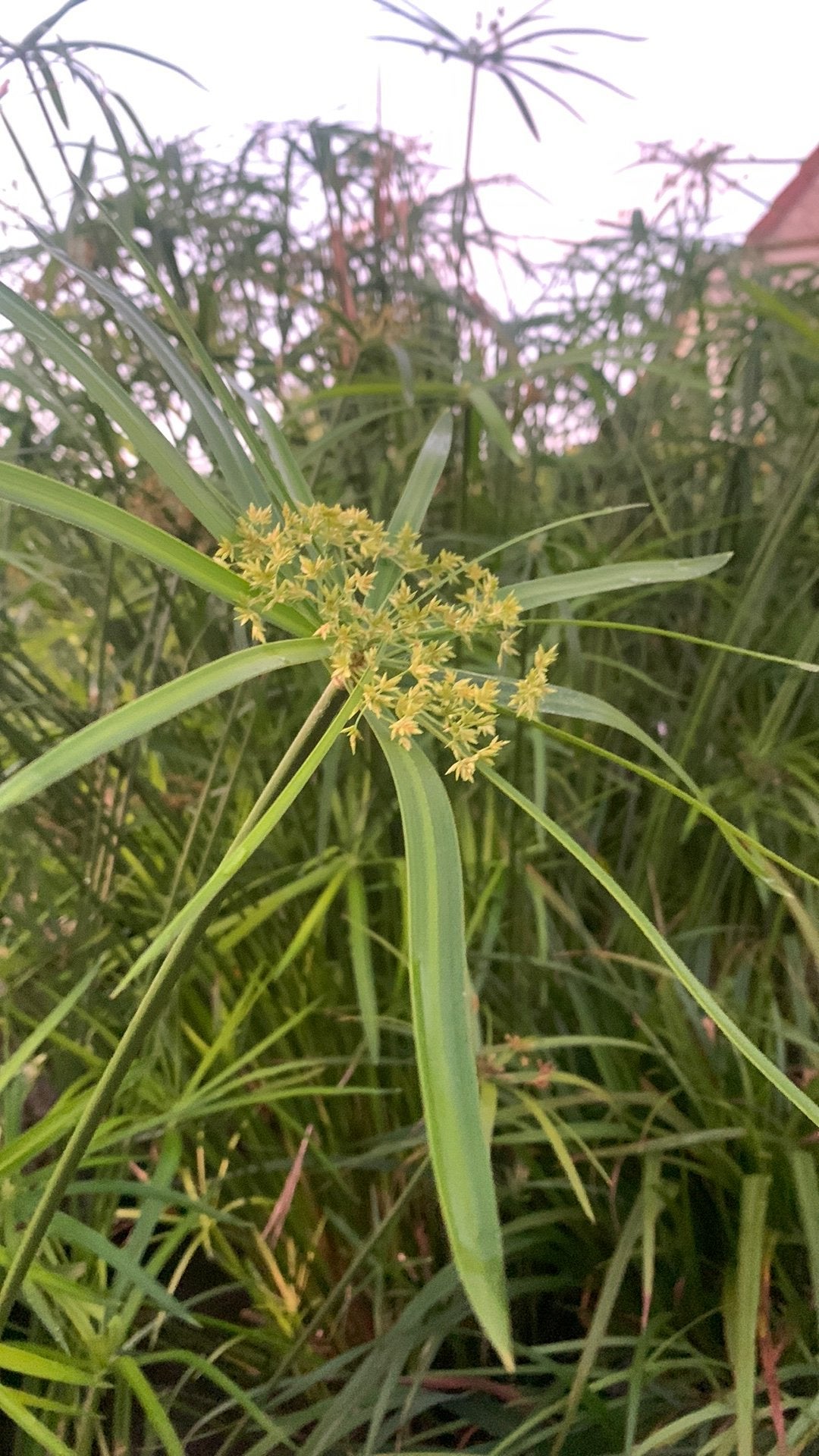Vijverplant papyrus, Tuin en Terras, Ophalen