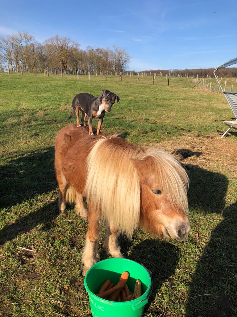 Shetlander merrie, Dieren en Toebehoren, Merrie