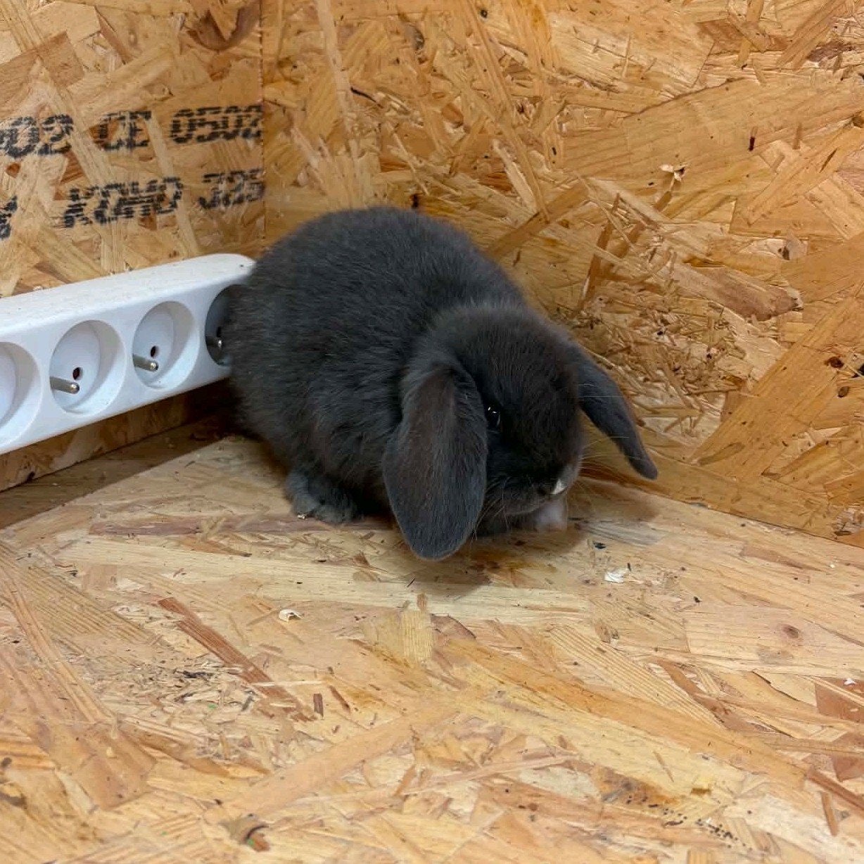 hangoorkonijntjes, Dieren en Toebehoren, Knaagdieren, Juni