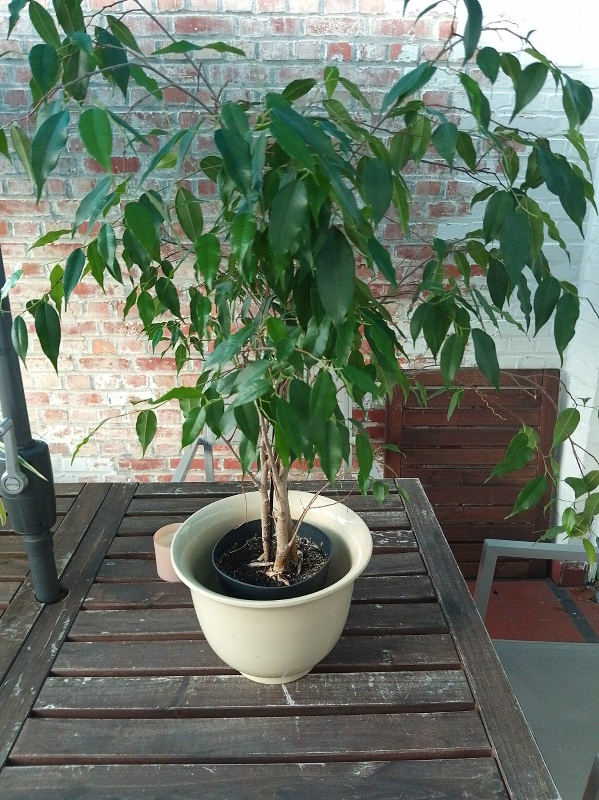 ficus met pot, Tuin en Terras, Bloeit niet, Halfschaduw, Overige soorten, Minder dan 100 cm