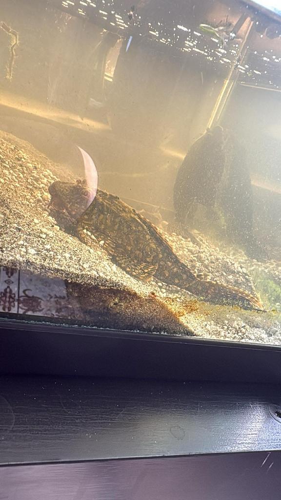 Pleco’s te koop, Enlèvement, Comme neuf