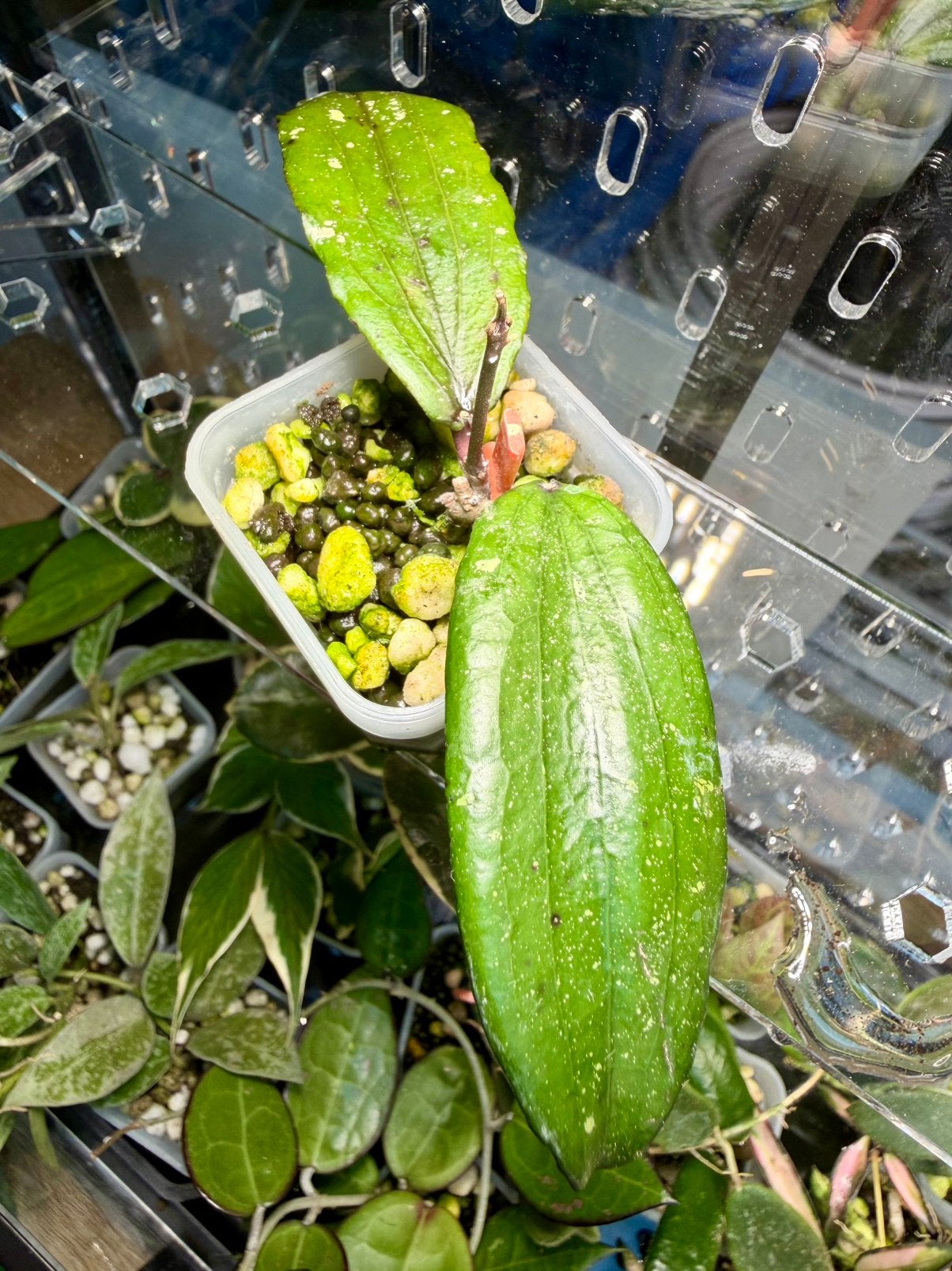 Hoya erythrina, Ophalen of Verzenden