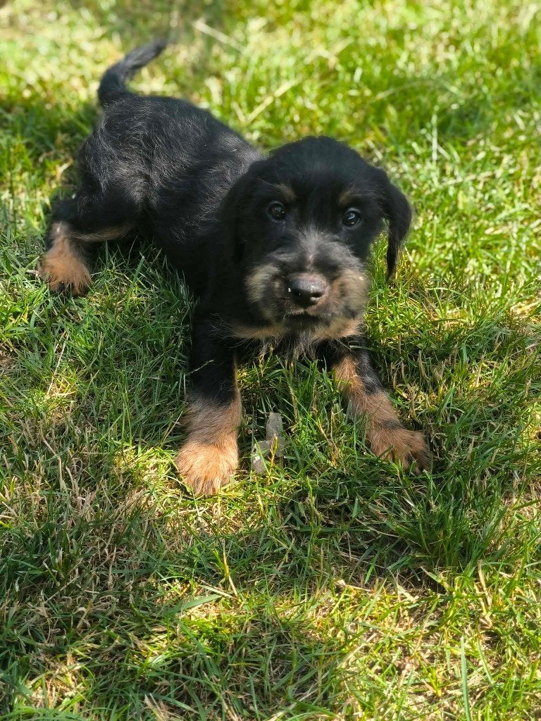 Belgische Duitse jachtterrier pups te koop, Dieren en Toebehoren, Parvo, België, Overige rassen, 8 tot 15 weken
