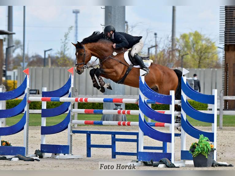 Springpaard gezocht, Meerdere dieren, Niet van toepassing, 165 tot 170 cm, Springpaard