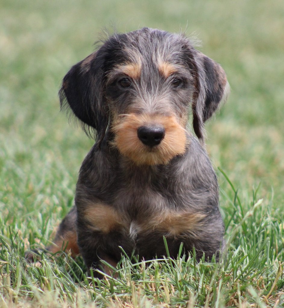 Teckel pup merle ruwhaar, Dieren en Toebehoren, Parvo, België, Reu, 8 tot 15 weken
