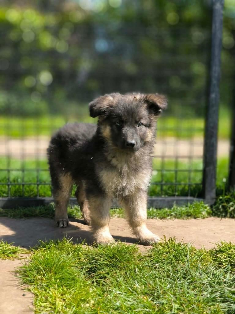 Les chiots bergers allemands recherchent des propriétaires !, Animaux & Accessoires, Chiens | Bergers & Bouviers, Plusieurs, Hépatite contagieuse (maladie de Rubarth)