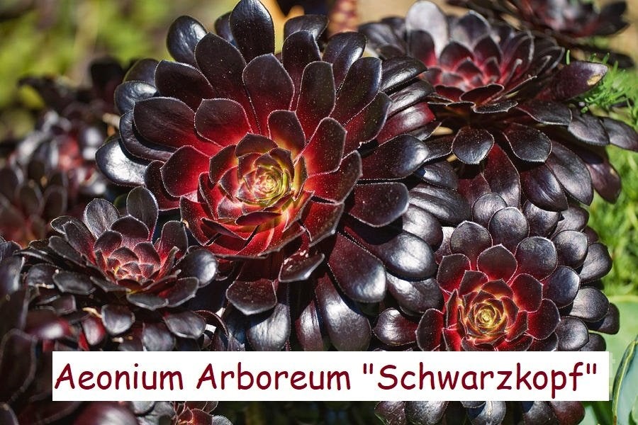 Aeonium arboreum "Schwarzkopf" € 2,50, Tuin en Terras, Ophalen, Bloeit niet, Vaste plant, Volle zon