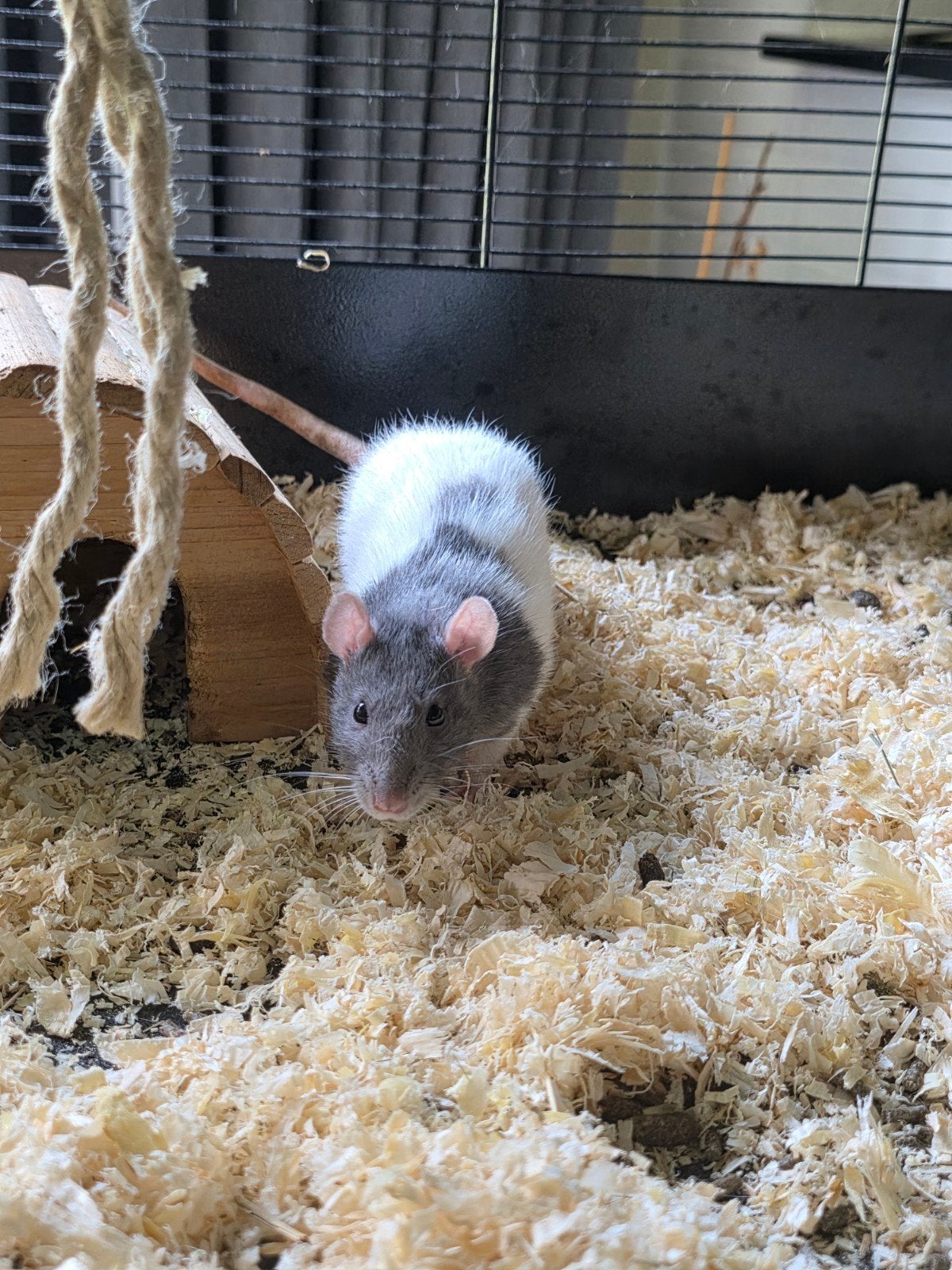 Gratis 2 tamme ratten
