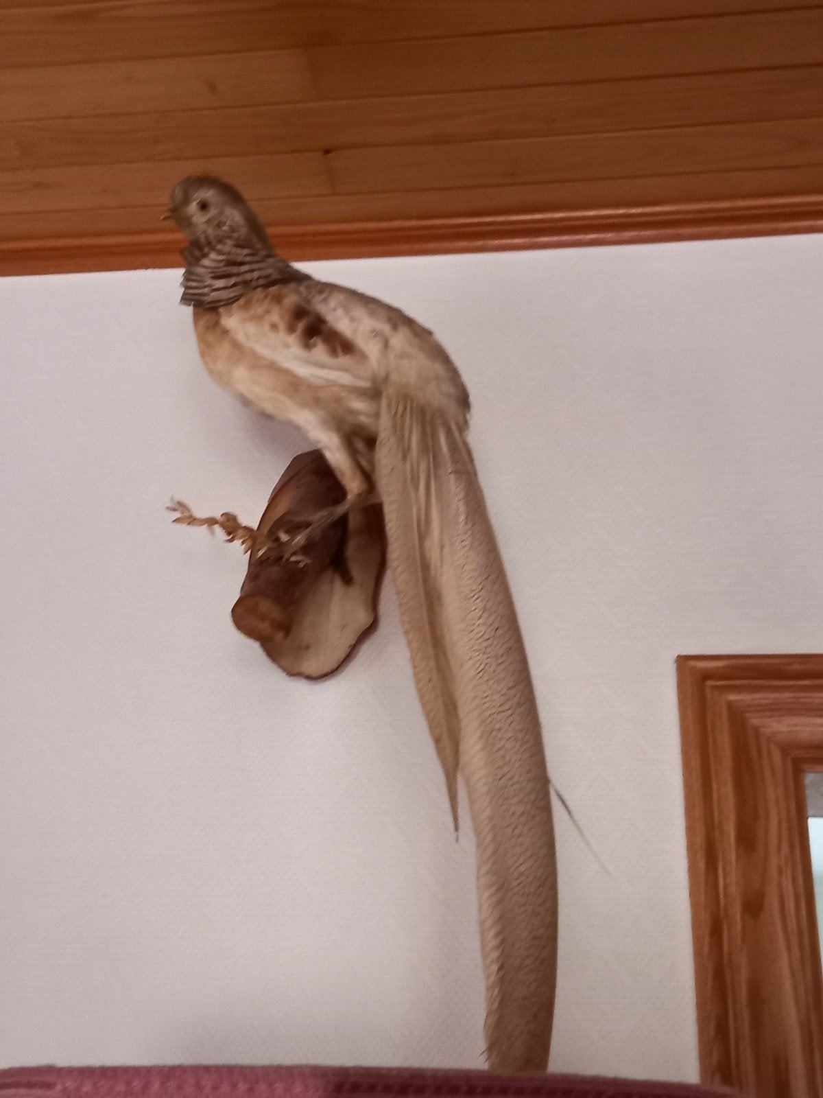 Mooie hangende GOUDFAZANT in prima staat, Dieren en Toebehoren