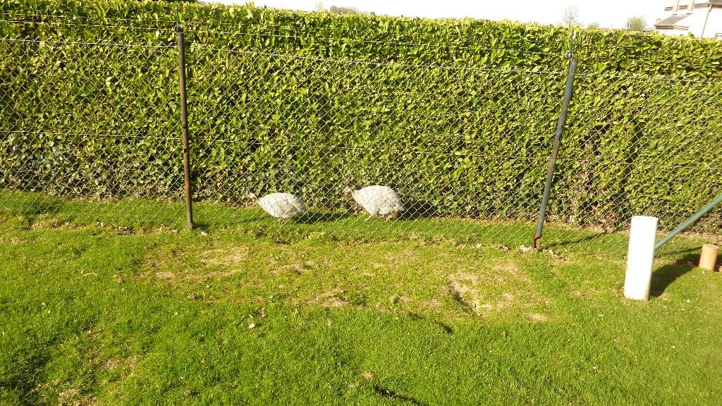 broedeieren van parelhoenders Lavendel kleurslag, Dieren en Toebehoren, Pluimvee, Geslacht onbekend, Overige soorten