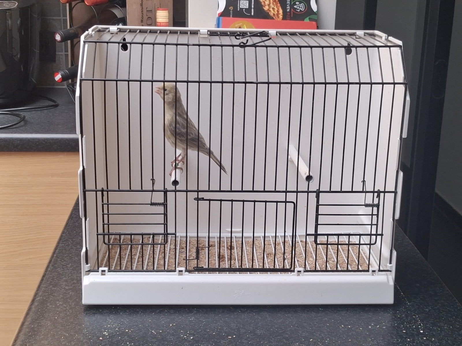 Kanariejongen 2026, Dieren en Toebehoren, Vogels | Kanaries
