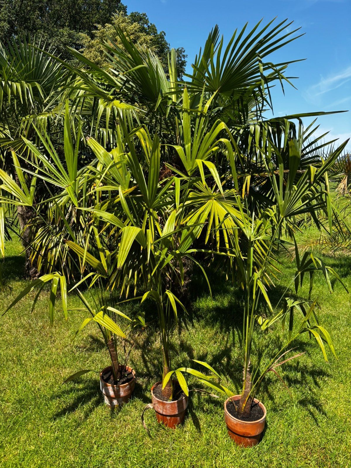 Wintervaste palmbomen, Tuin en Terras, Ophalen
