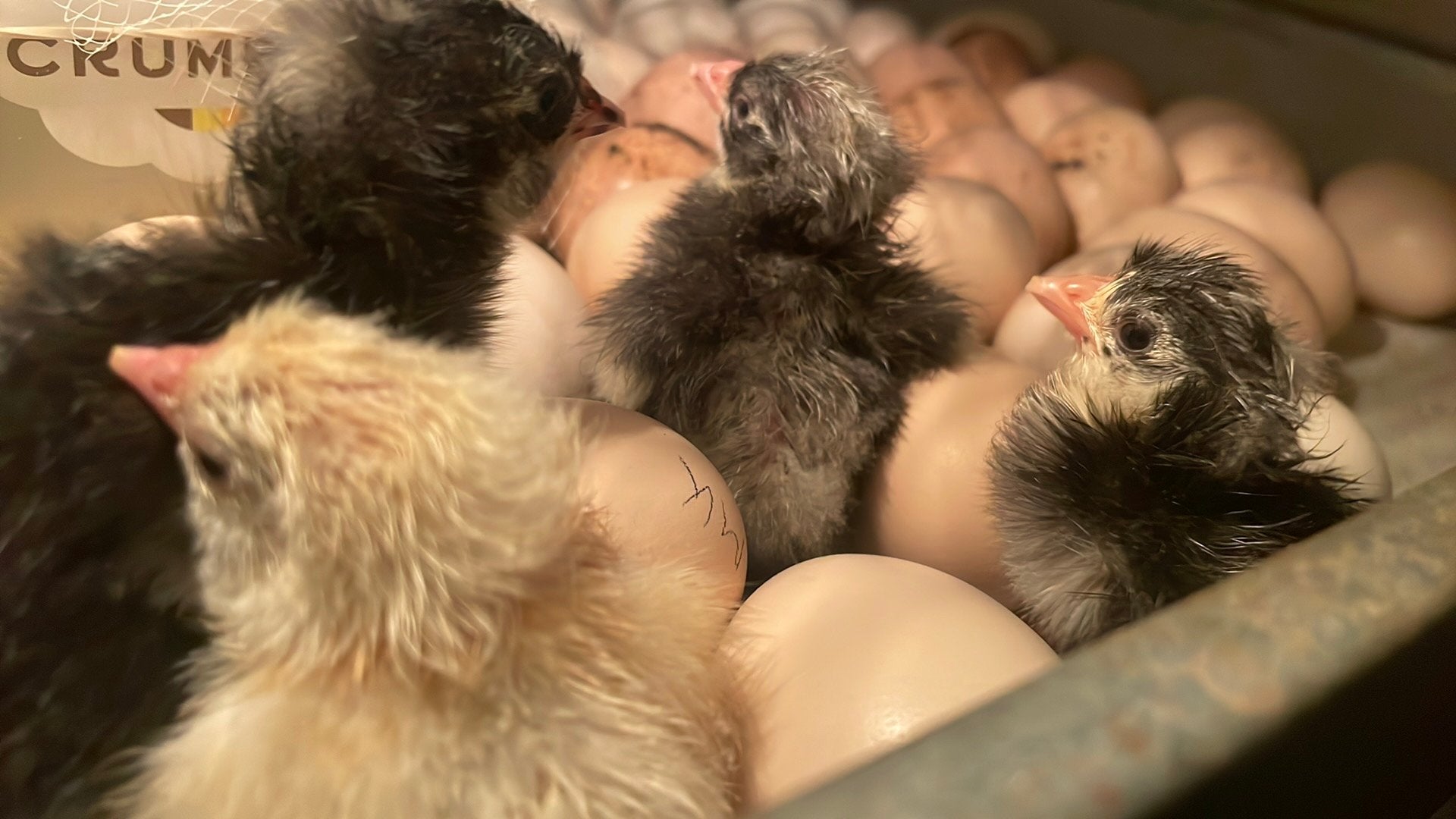 1 dagskuikens mechelse koekoek, shamo en poule de Bresse, Dieren en Toebehoren, Pluimvee