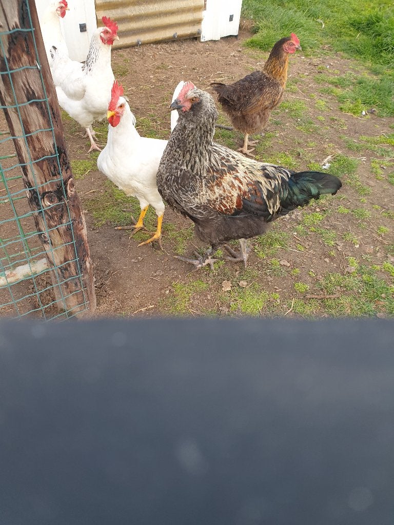 Jonge haantjes, Mannelijk, Kip