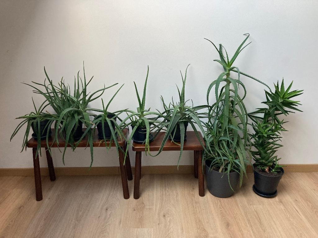 Aloë vera 6 planten in 3 soorten en hoogtes, Huis en Inrichting, Kamerplanten, Ophalen, Vetplant, In pot, Minder dan 100 cm
