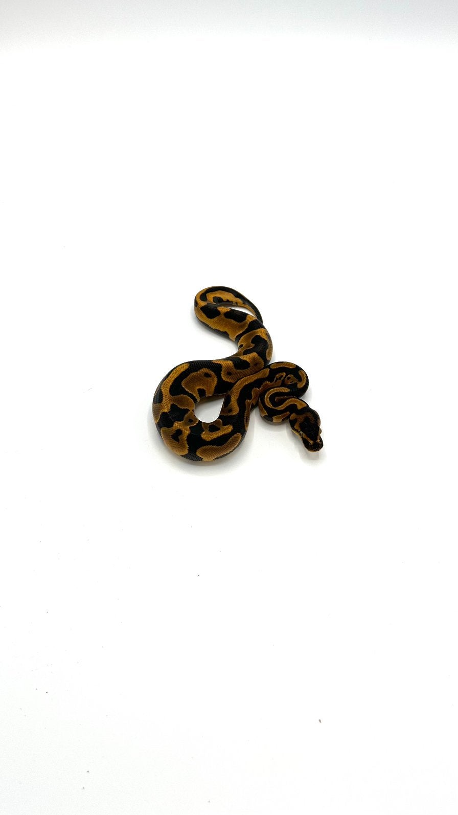 Diverse Python regius - koningspythons Ball Python photo 8