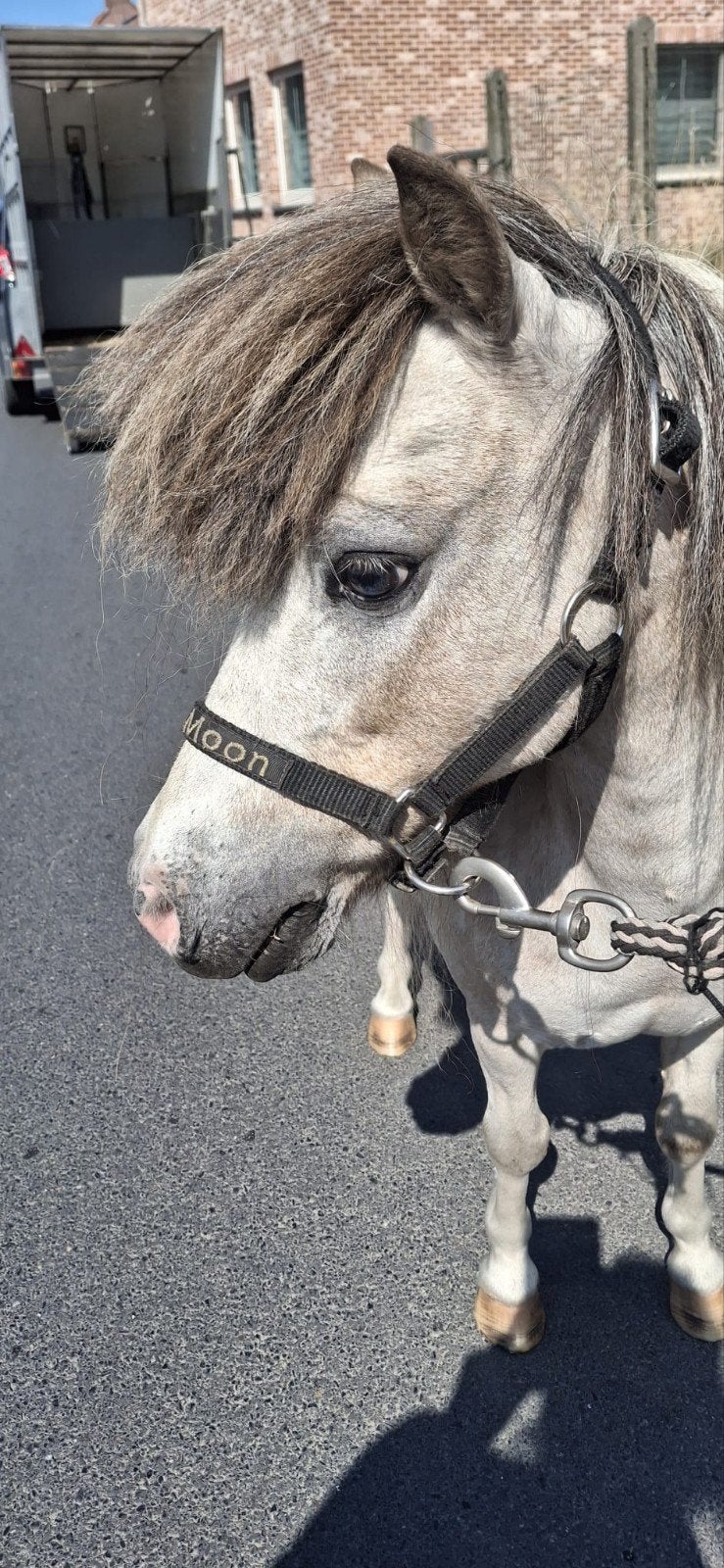 Minipaardje, Dieren en Toebehoren, Pony's, Ruin