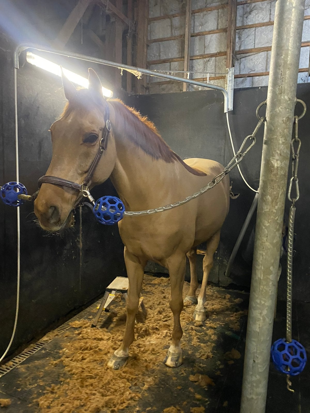 scheren van paarden/pony’s