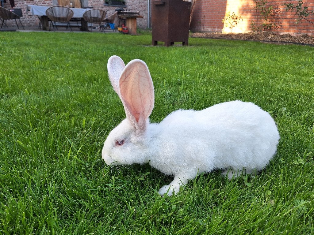 Duitse reus voedster, Dieren en Toebehoren, Vrouwelijk, Groot, 0 tot 2 jaar