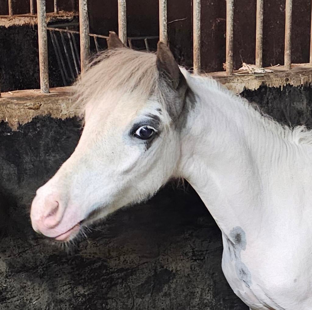 Mini étalon à cheval à partir de 2025, Animaux & Accessoires, Animaux Autre, Juin, Mâle