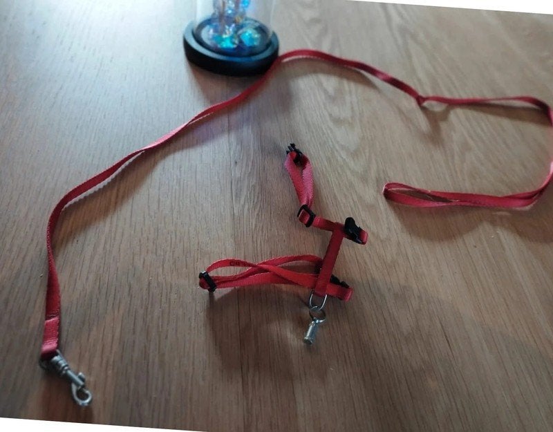 Half satijnen riem + harnas voor kittens. Helderrode kleur, Ophalen