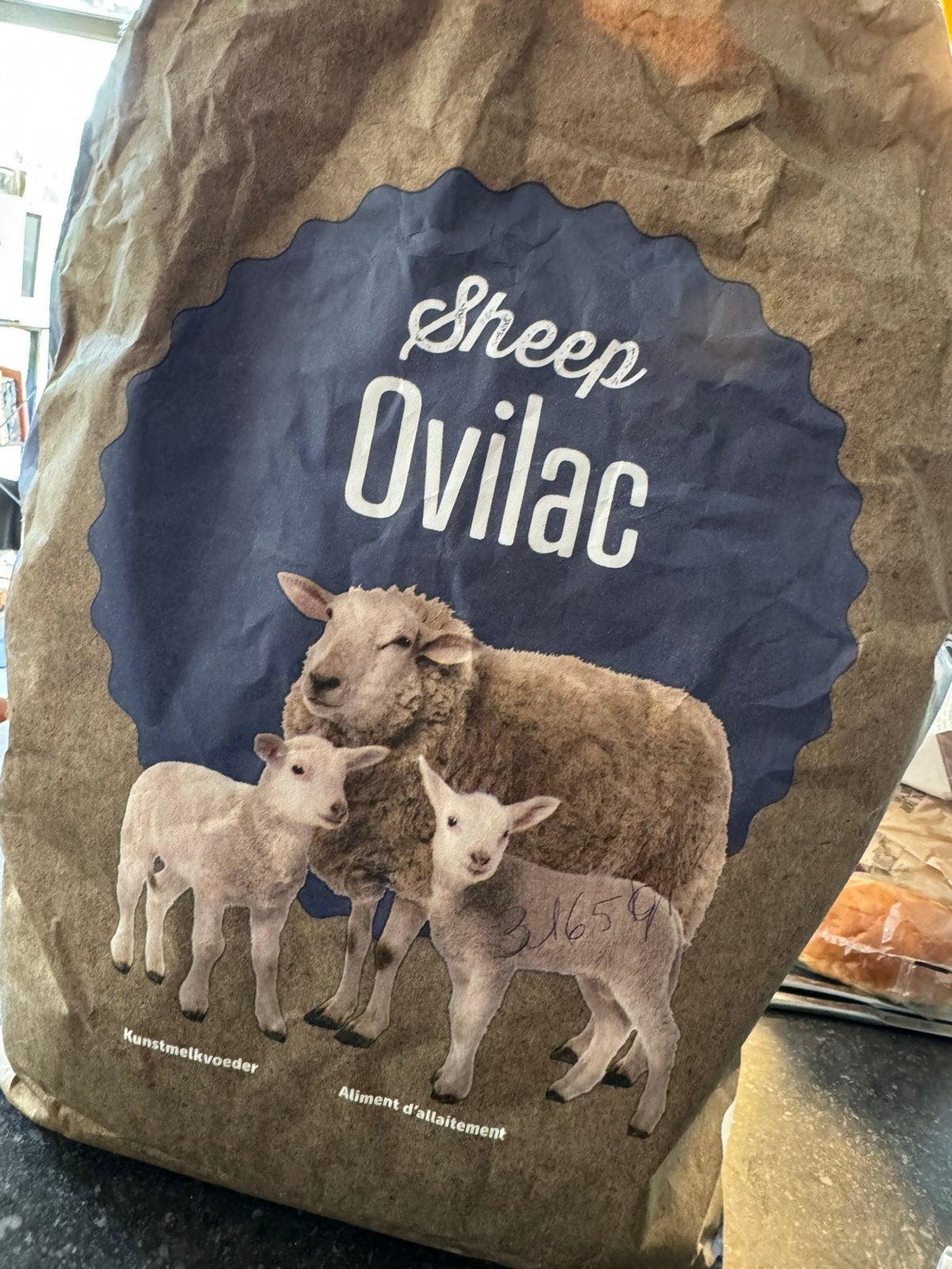 Ovilac sheep - melpoeder lammeren, Dieren en Toebehoren, Schapen, Geiten en Varkens, Schaap