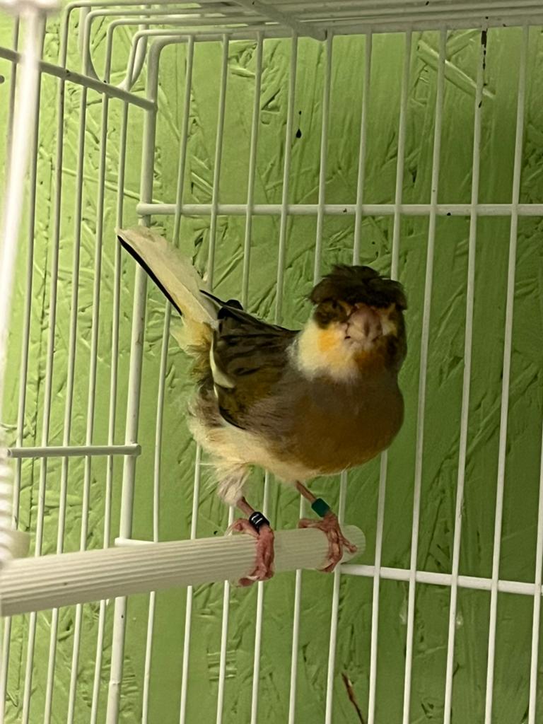 Canaris arlequins, Animaux & Accessoires, Oiseaux | Canaris, Mâle