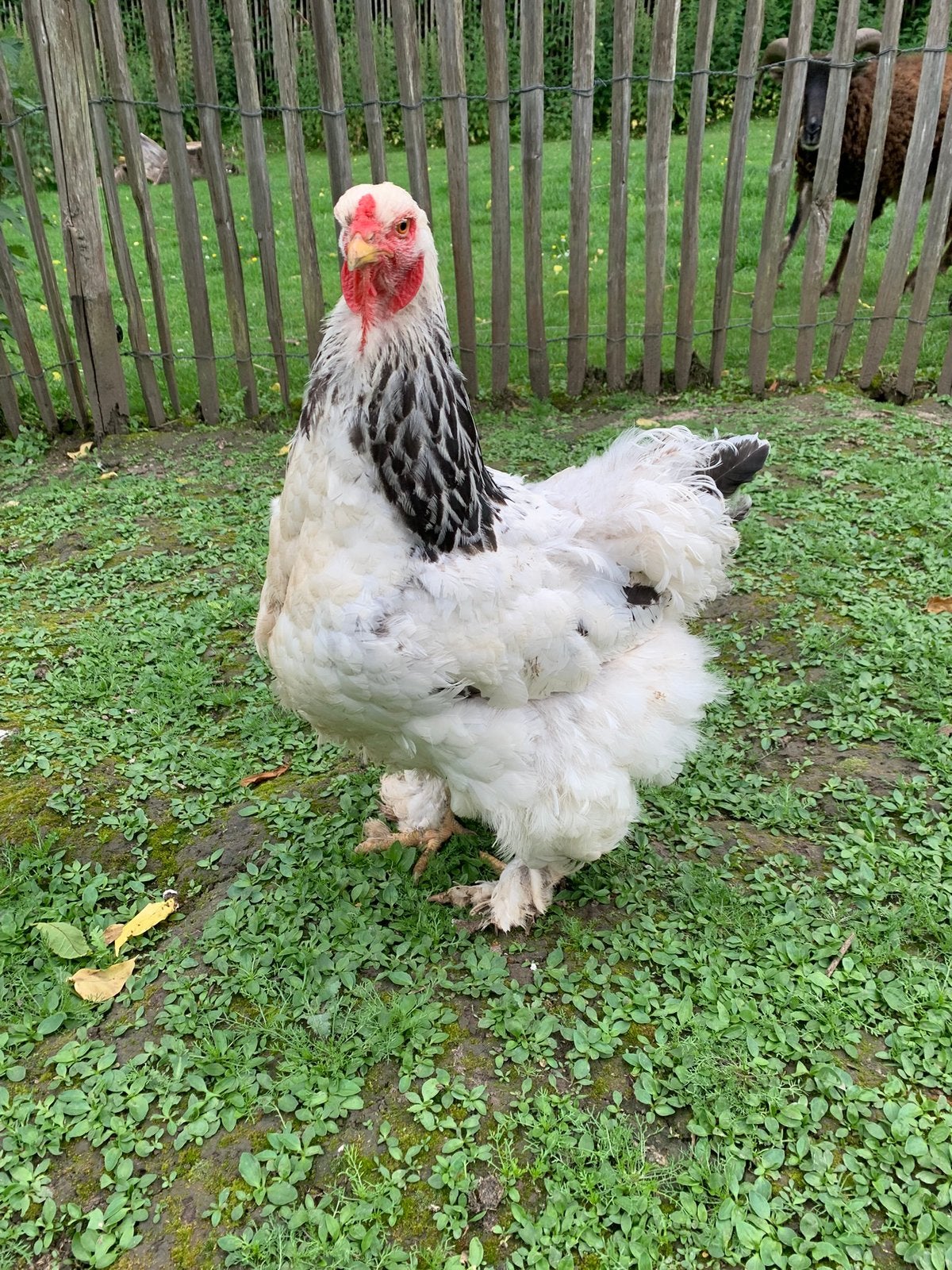 Oeufs fécondés de Brahma grande race pure à vendre, Plusieurs animaux, Poule ou poulet
