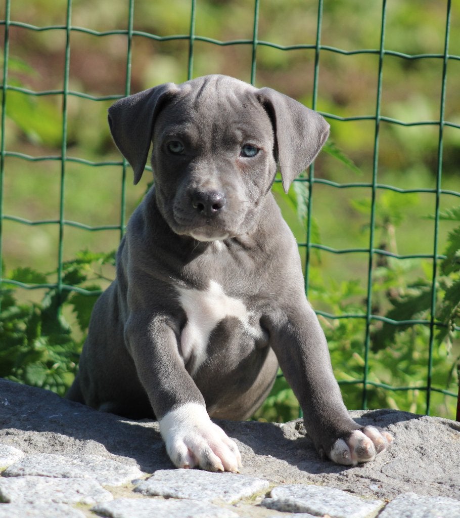 Amerikaanse Stafford pups, Dieren en Toebehoren, België, CDV (hondenziekte), 8 tot 15 weken, American Staffordshire Terriër