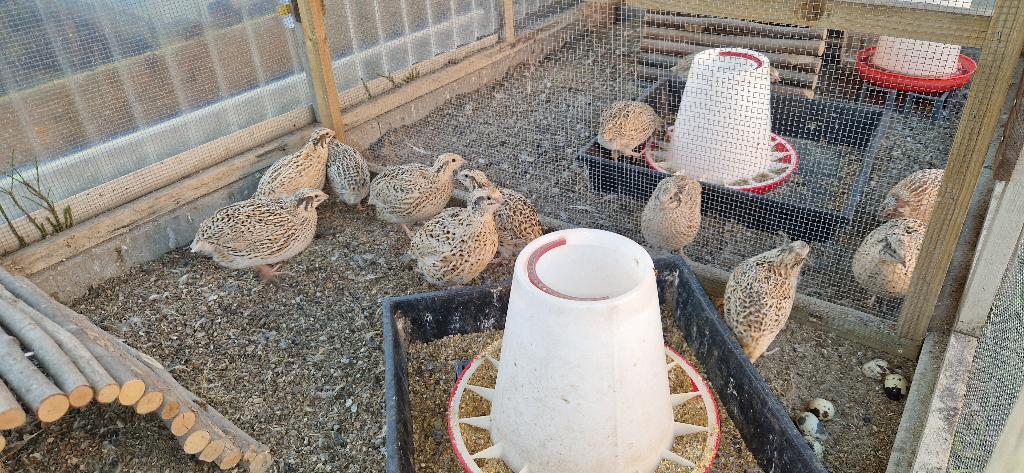 15 Japanse kwartels aan de leg, Plusieurs animaux
