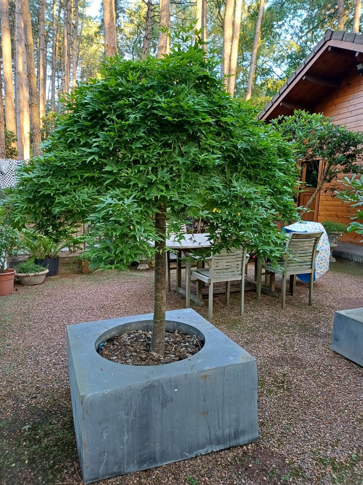 japanse esdoorns, Ophalen