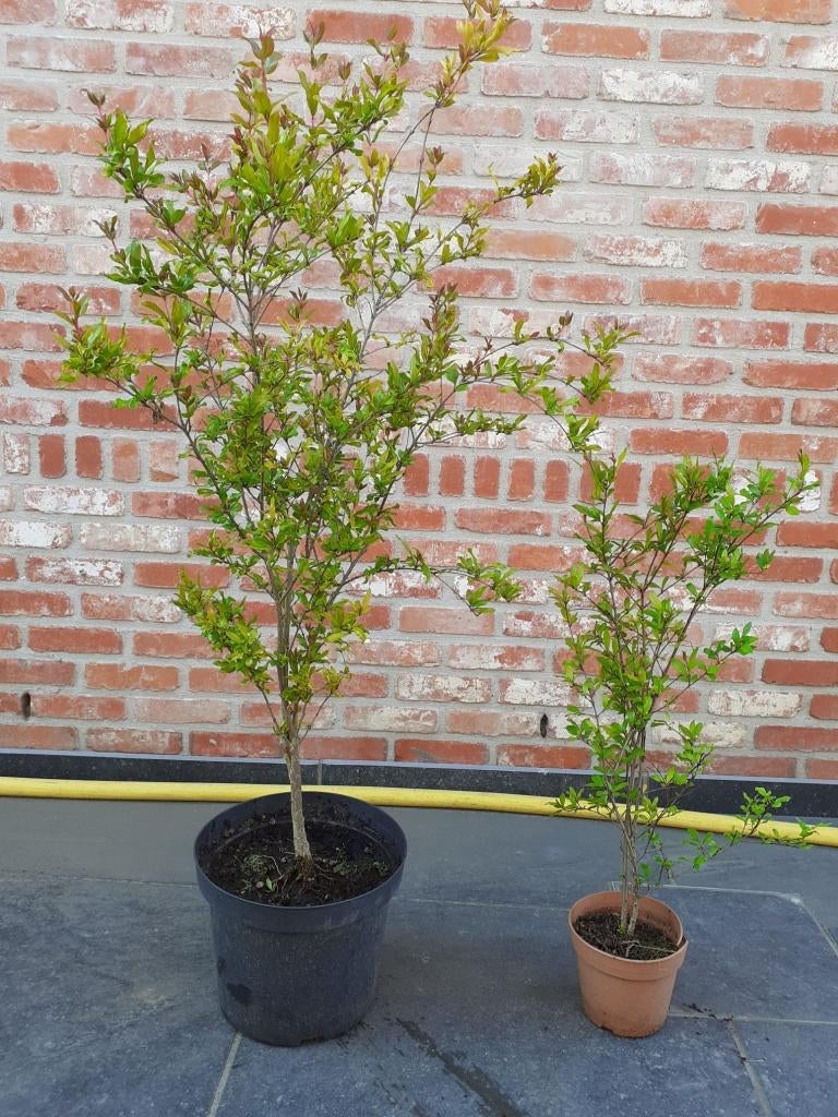Granaatappelstruik, Jardin & Terrasse, Plantes | Arbustes & Haies, Enlèvement, Autres espèces, Arbuste