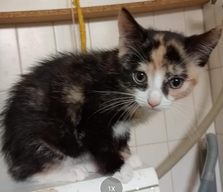 Kittens, Plusieurs animaux, À poils courts, 0 à 2 ans