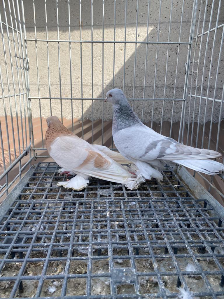 Takla malatya, Dieren en Toebehoren, Vogels | Duiven