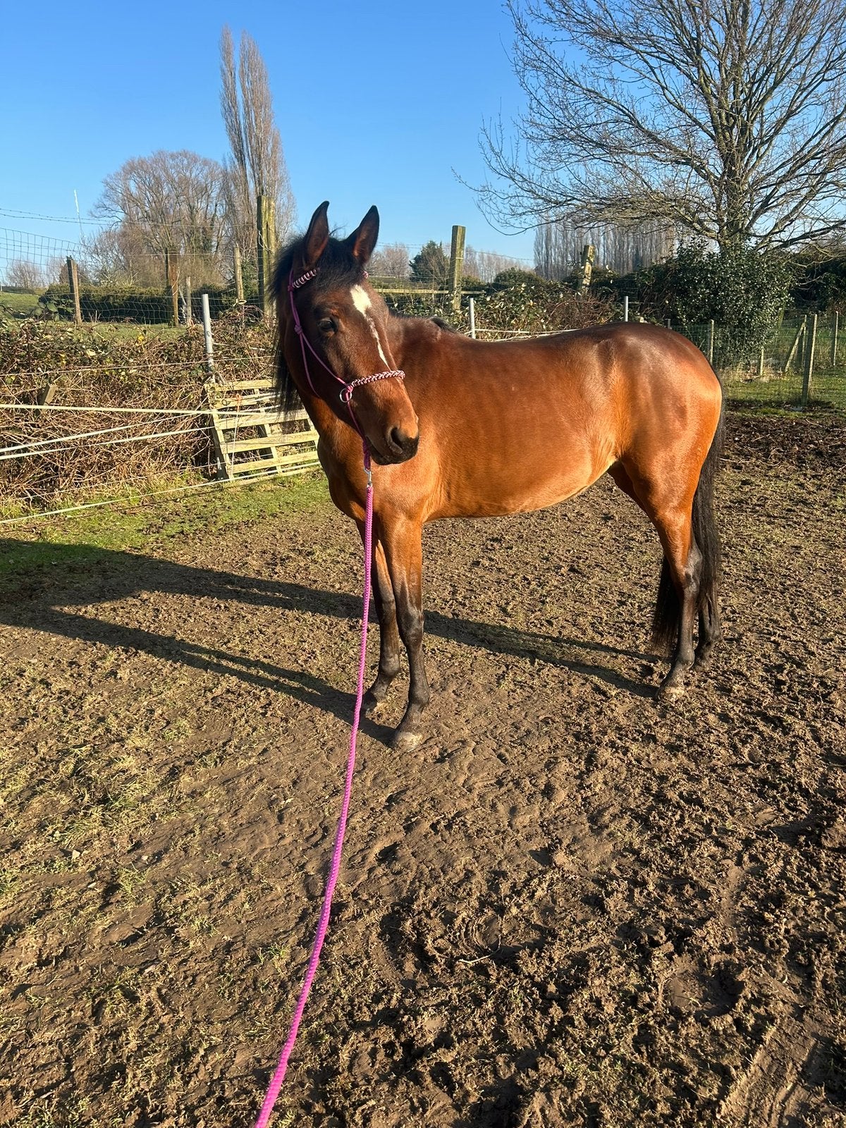 Jeune jument, Moins de 160 cm, Avec puce électronique, Non dressé, Cheval de récréation