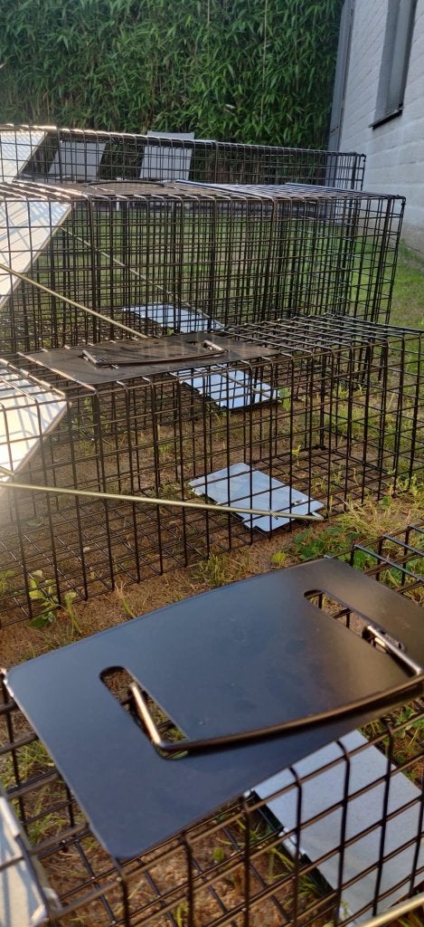KIPPENHOK KOOPDAG DIERENVAL KLEIN EN GROOT, Dieren en Toebehoren, Pluimvee | Toebehoren, Ophalen