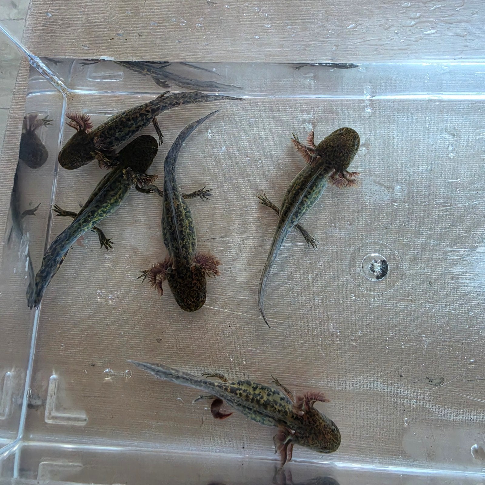 wildkleur axolotls, Dieren en Toebehoren