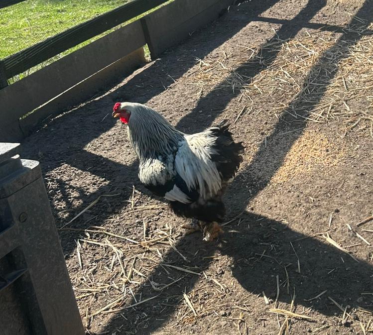 2 volwassen brahma hanen te koop, Dieren en Toebehoren, Pluimvee, Mannelijk, Kip