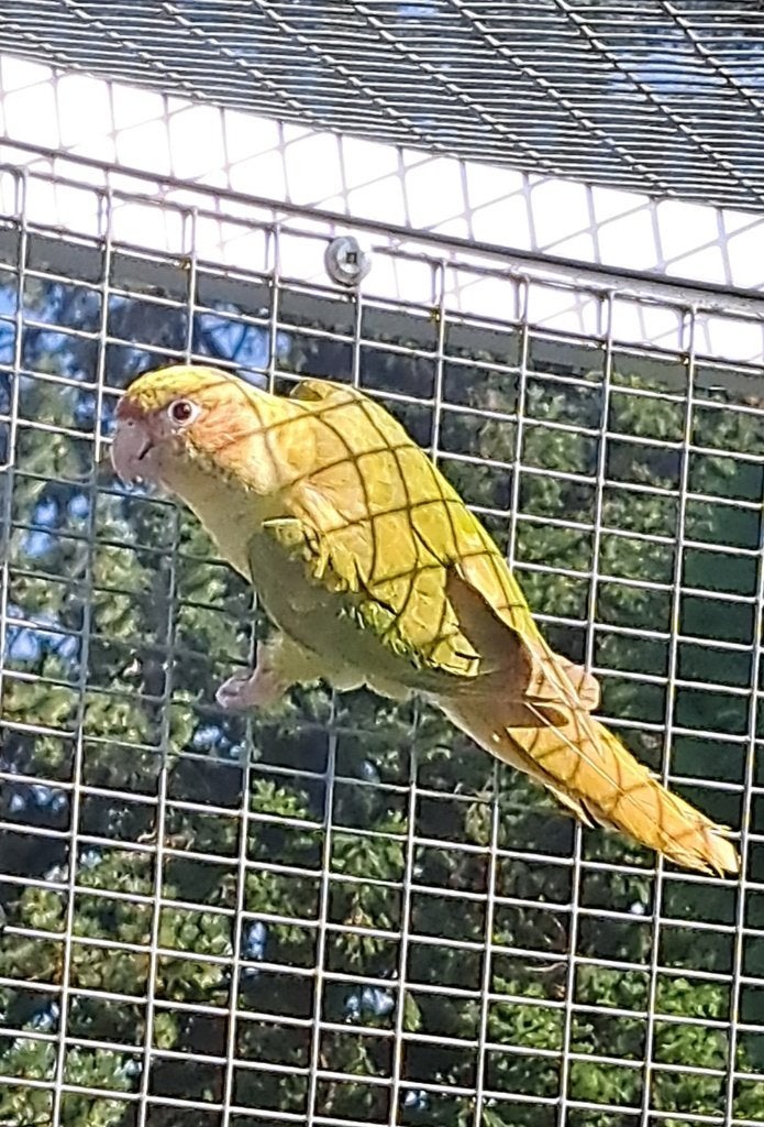 Pyrrhura frontalis fallow femelle, Femelle, Perruche, Bagué