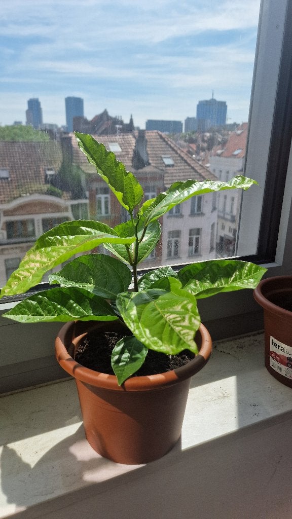 Plants de maracuja rouge, Tuin en Terras, Planten | Fruitbomen, Overige soorten, Minder dan 100 cm, Volle zon, Zomer, In pot, Ophalen