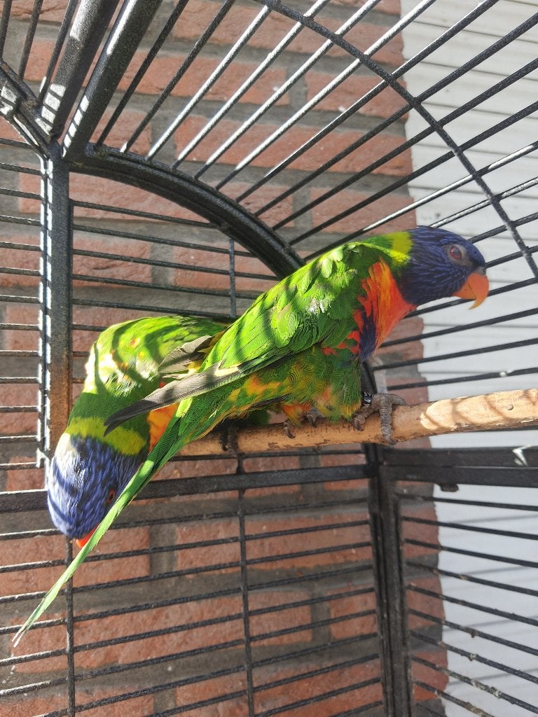 5 lori van blauwe bergen 175€ stuk, Dieren en Toebehoren, Meerdere dieren, Papegaai