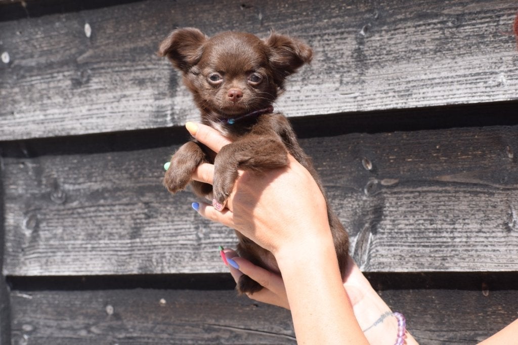 Les chiots Chihuahua restent beaux et petits, 15 semaines à 1 an, Plusieurs animaux, Éleveur | Professionnel, Plusieurs