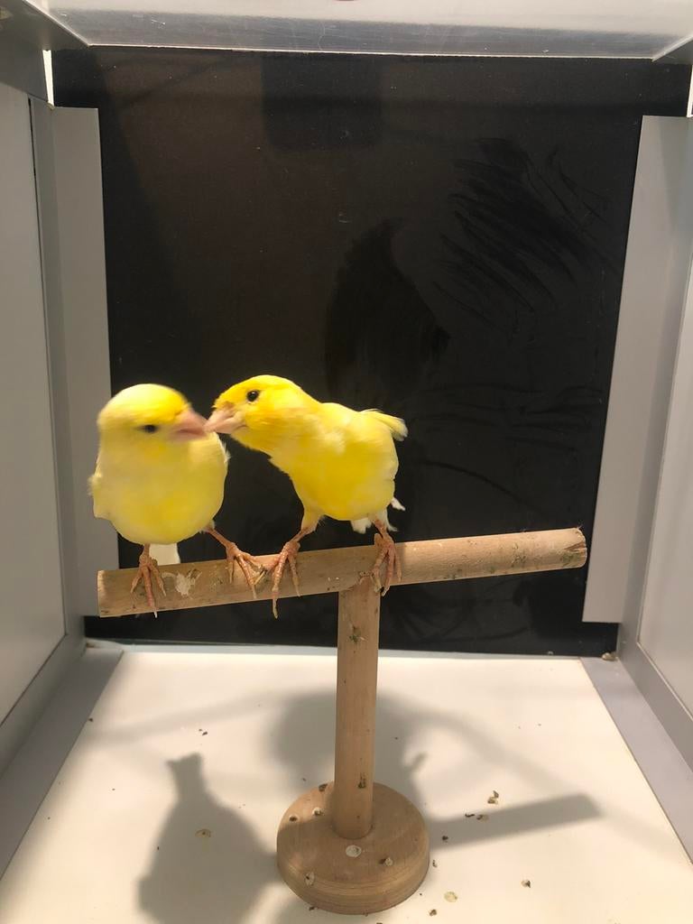 Couple canari malinois