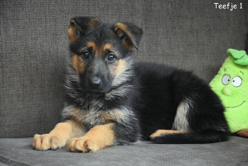 Prachtige Duitse Herder pups, Parvo, België, 8 tot 15 weken, Meerdere