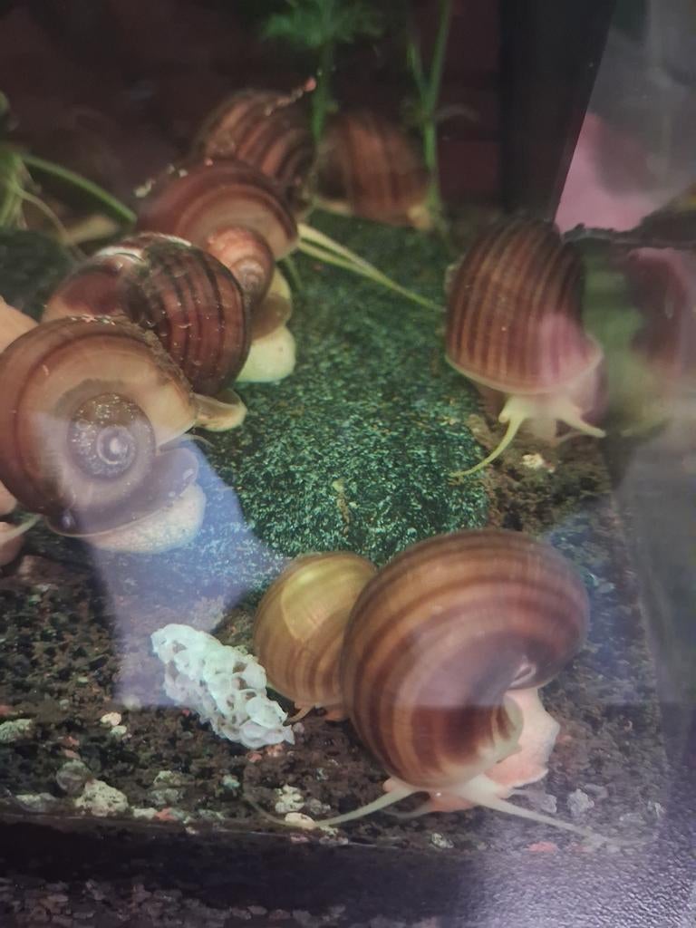 Gestreepte appelslakken, Dieren en Toebehoren