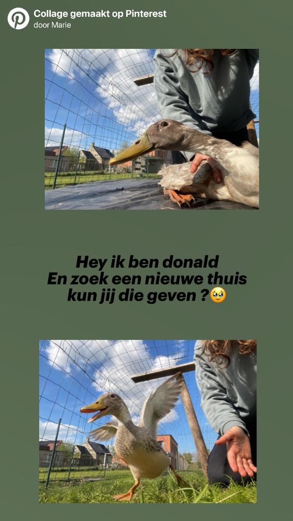 Loopeend Donald, Mâle, Canard