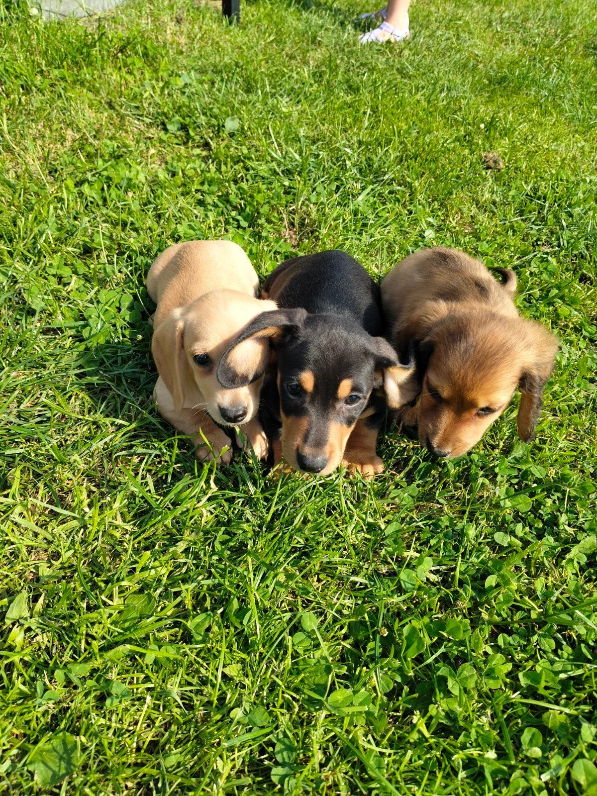 Jolis chiots teckel, Animaux & Accessoires, Chiens | Teckels & Bassets, Plusieurs animaux, Nain, Éleveur | Professionnel, Plusieurs