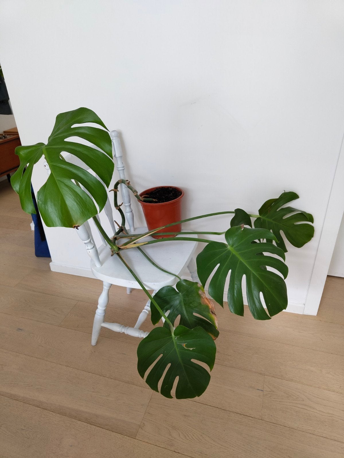 Monstera plant, Huis en Inrichting, Ophalen